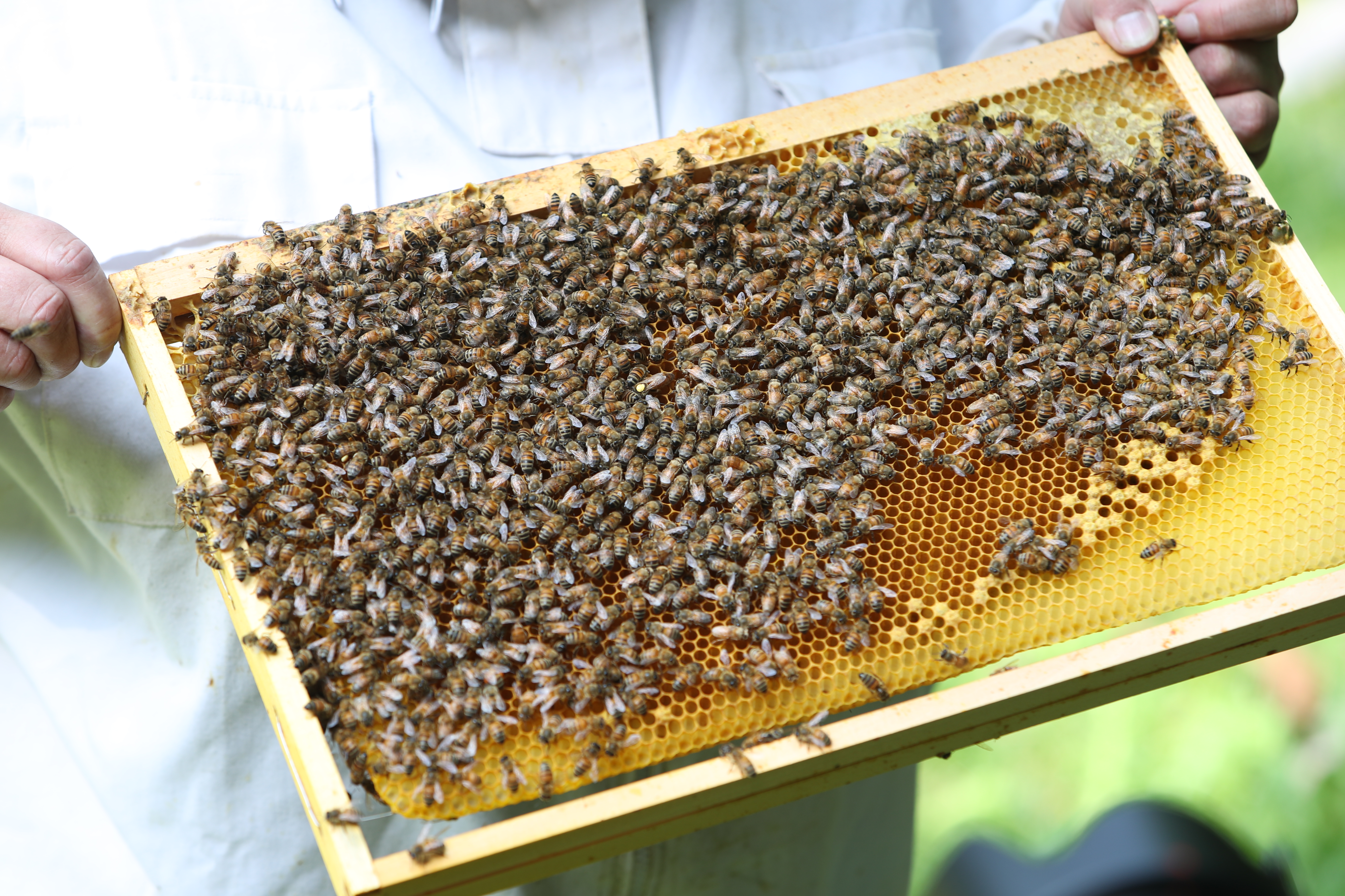 Imkerin hält einen Bienenstockrahmen, der dicht mit Bienen bedeckt ist